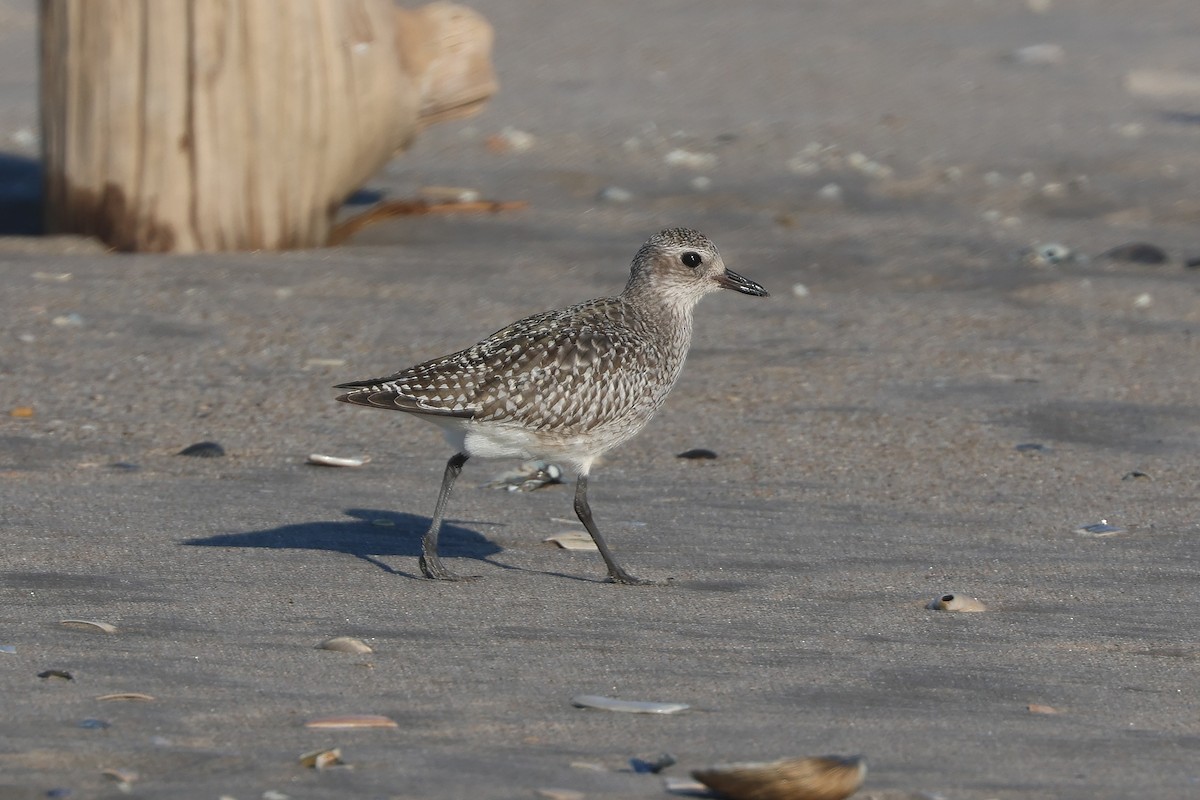 Black-bellied Plover - ML644548944