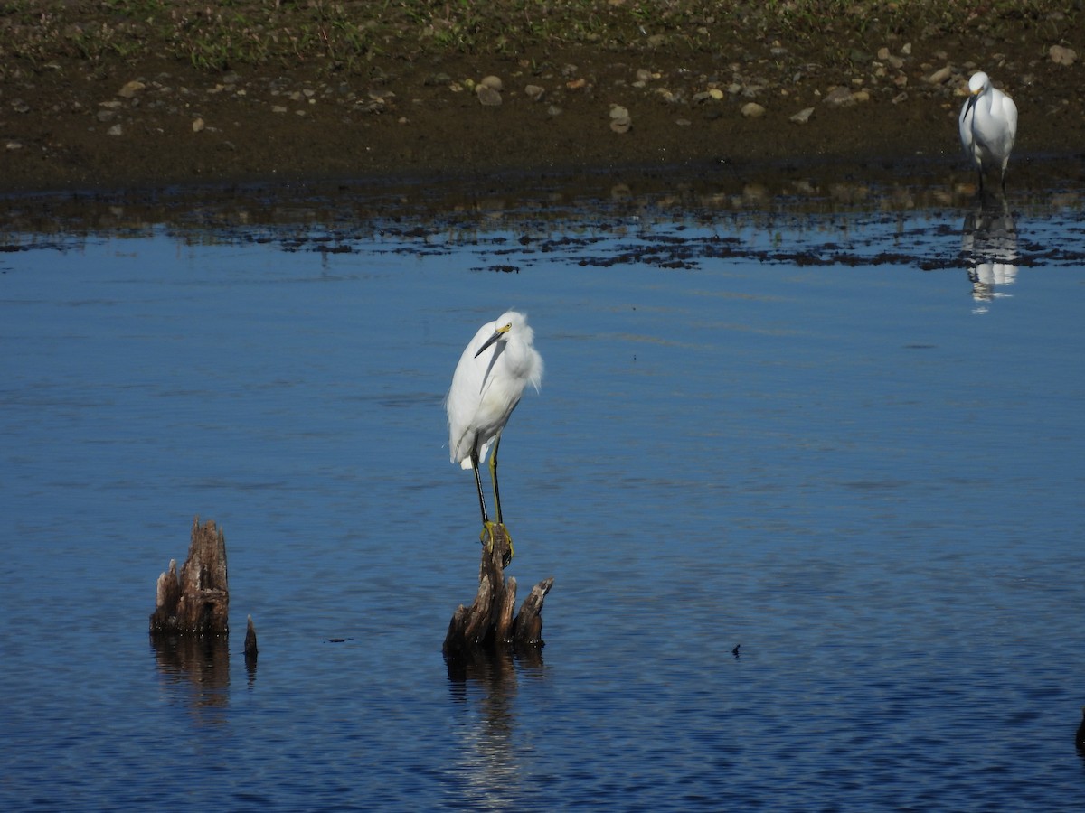 Snowy Egret - ML644548948