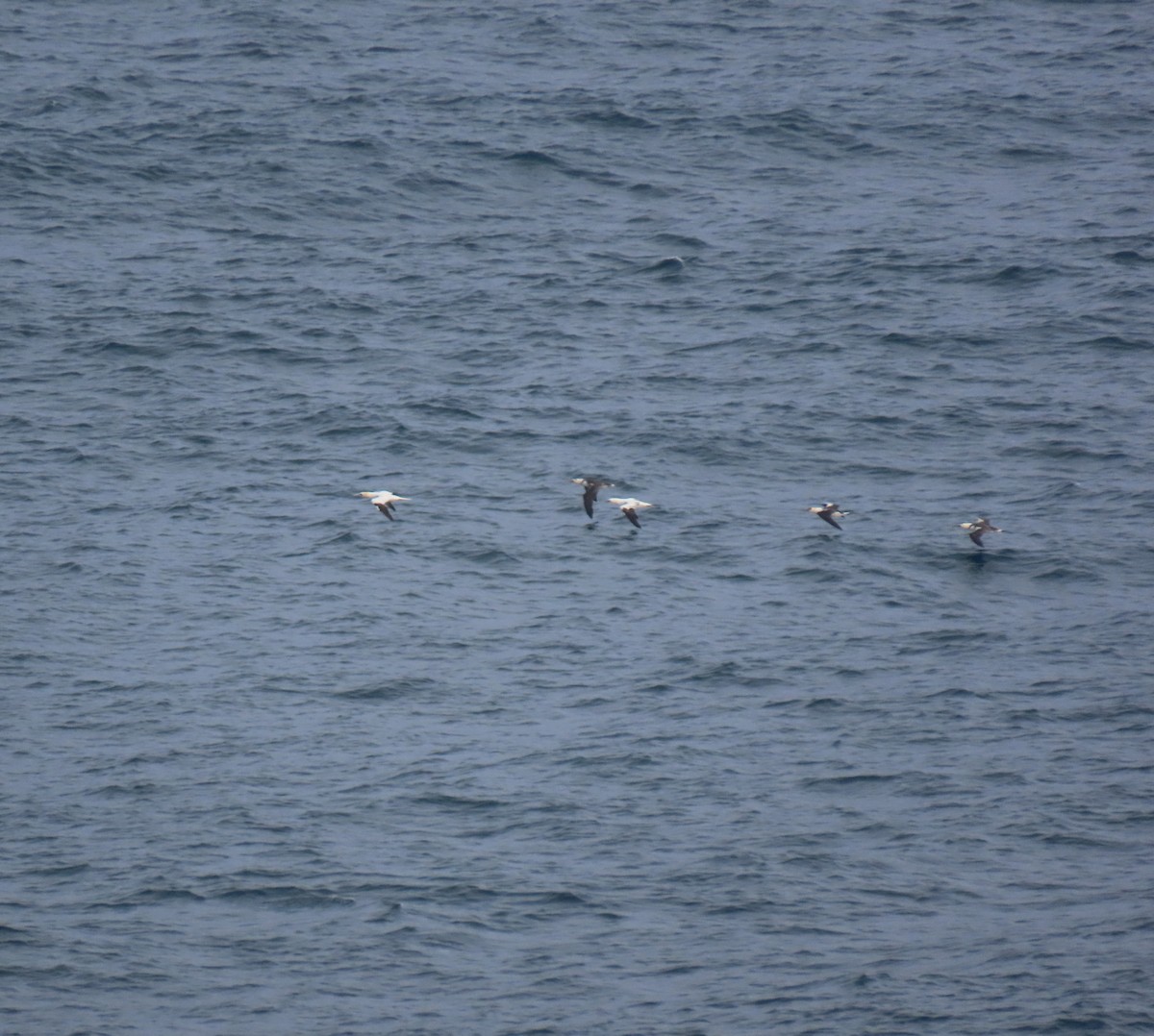 Сула атлантична - ML644548958