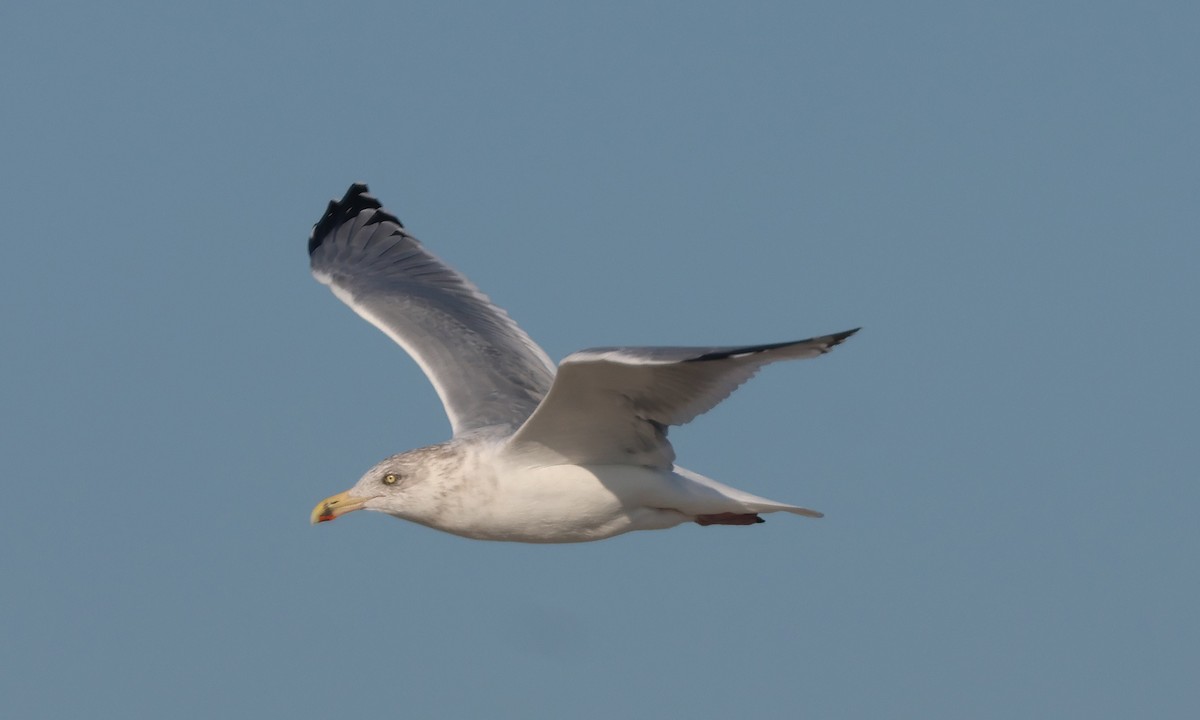 American Herring Gull - ML644548968