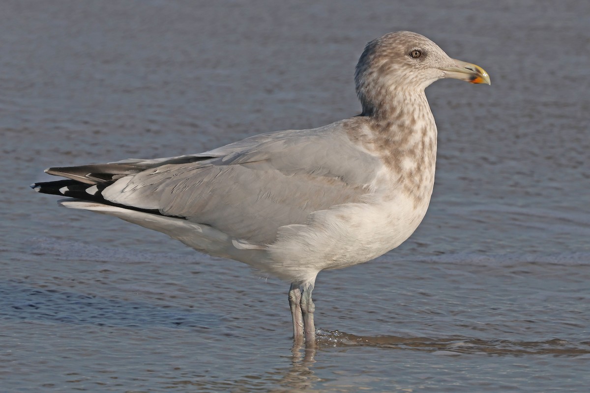 American Herring Gull - ML644548970