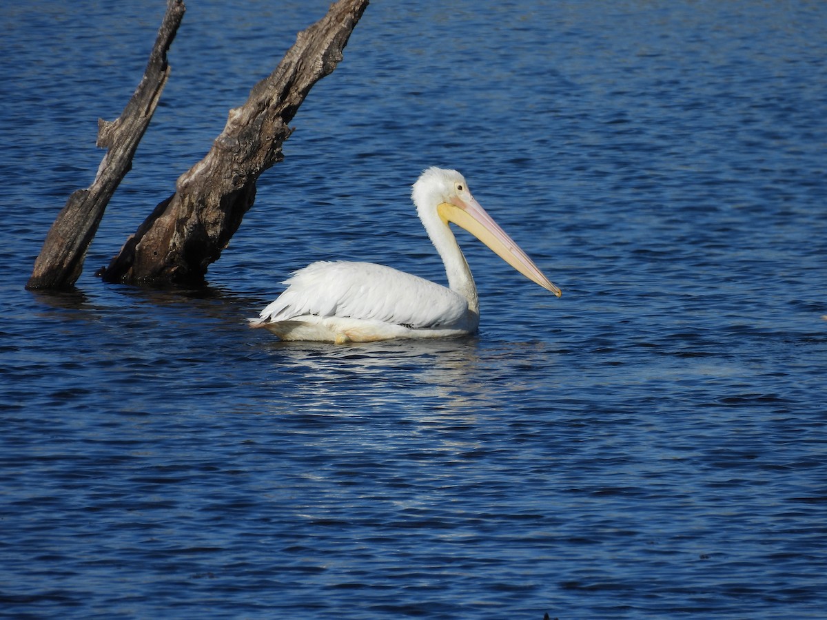 American White Pelican - ML644548971