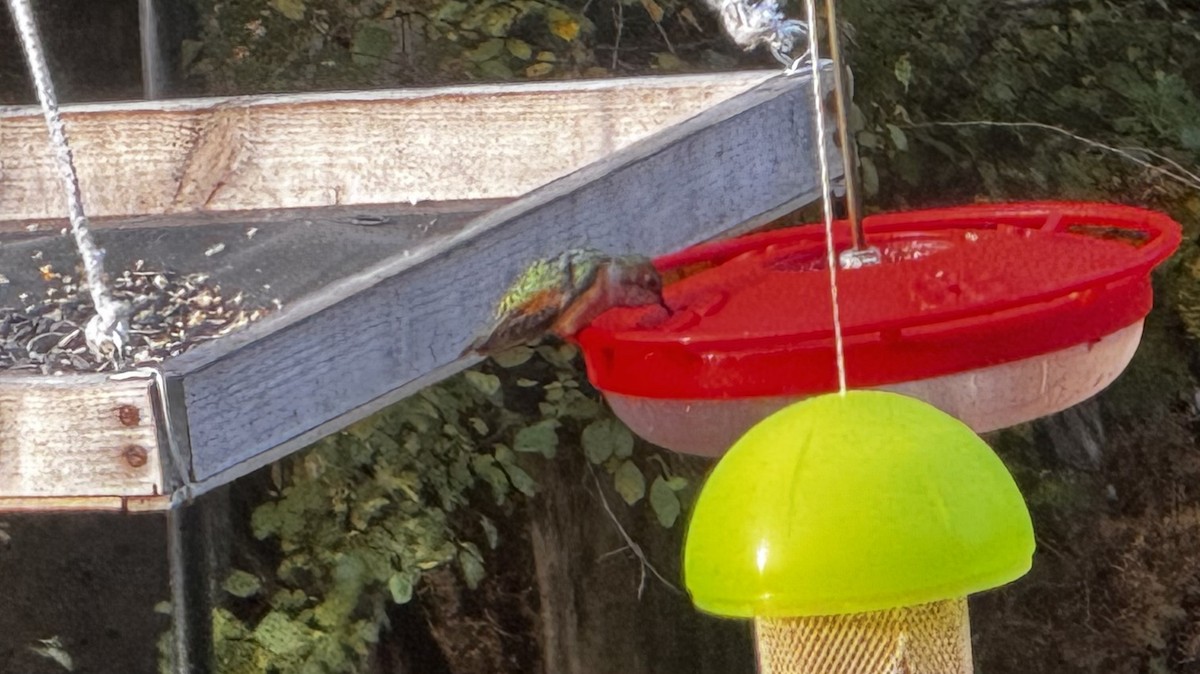 Kızıl Sırtlı Kolibri - ML644548975