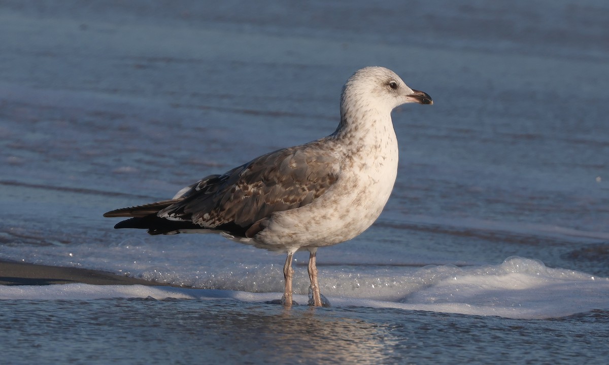 Lesser Black-backed Gull - ML644548980