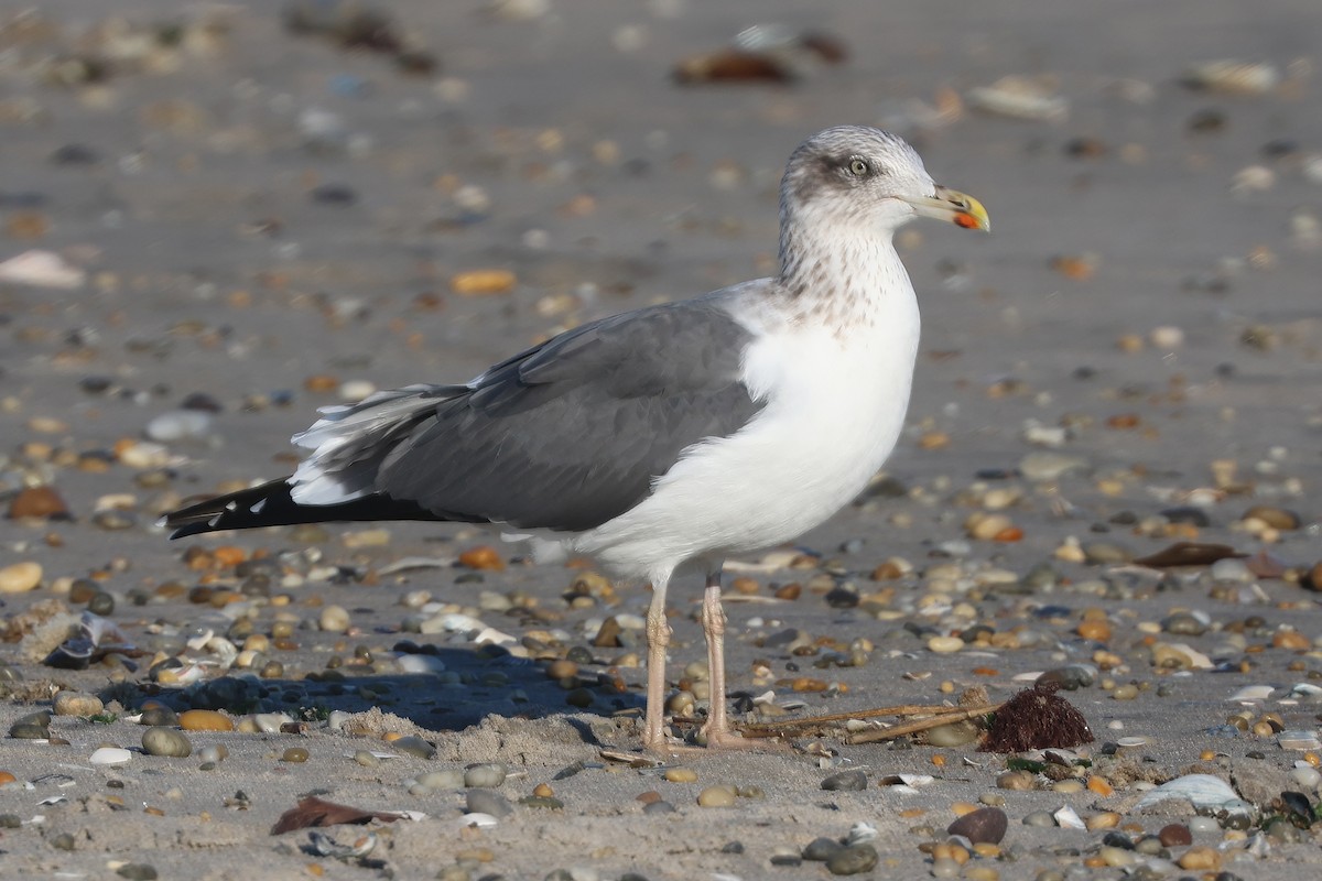 Lesser Black-backed Gull - ML644548981