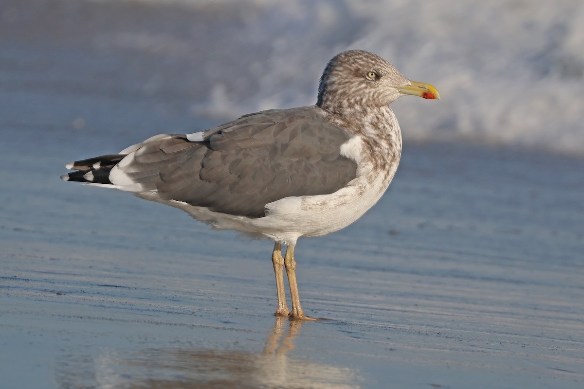 Lesser Black-backed Gull - ML644548984