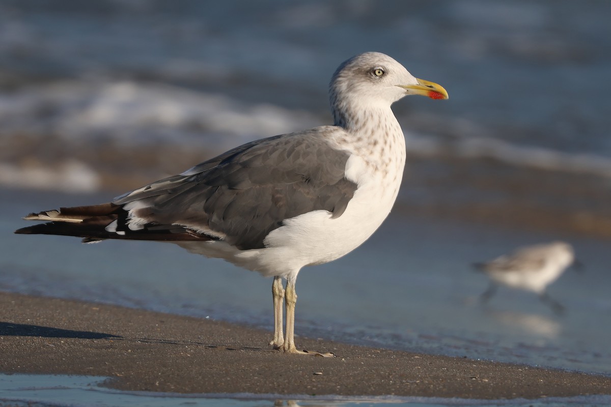 Lesser Black-backed Gull - ML644548985