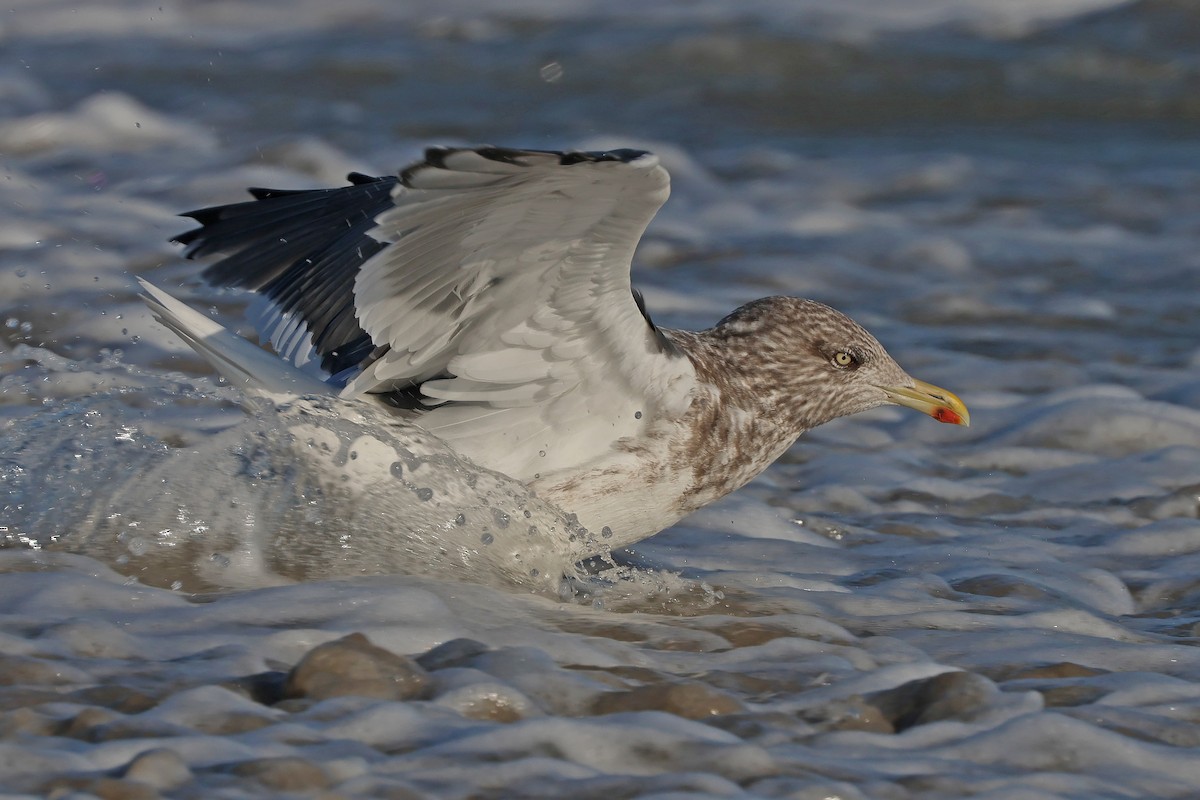 Lesser Black-backed Gull - ML644548986