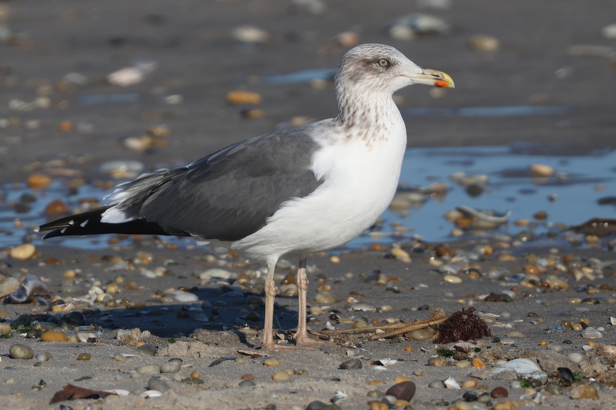 Lesser Black-backed Gull - ML644548987