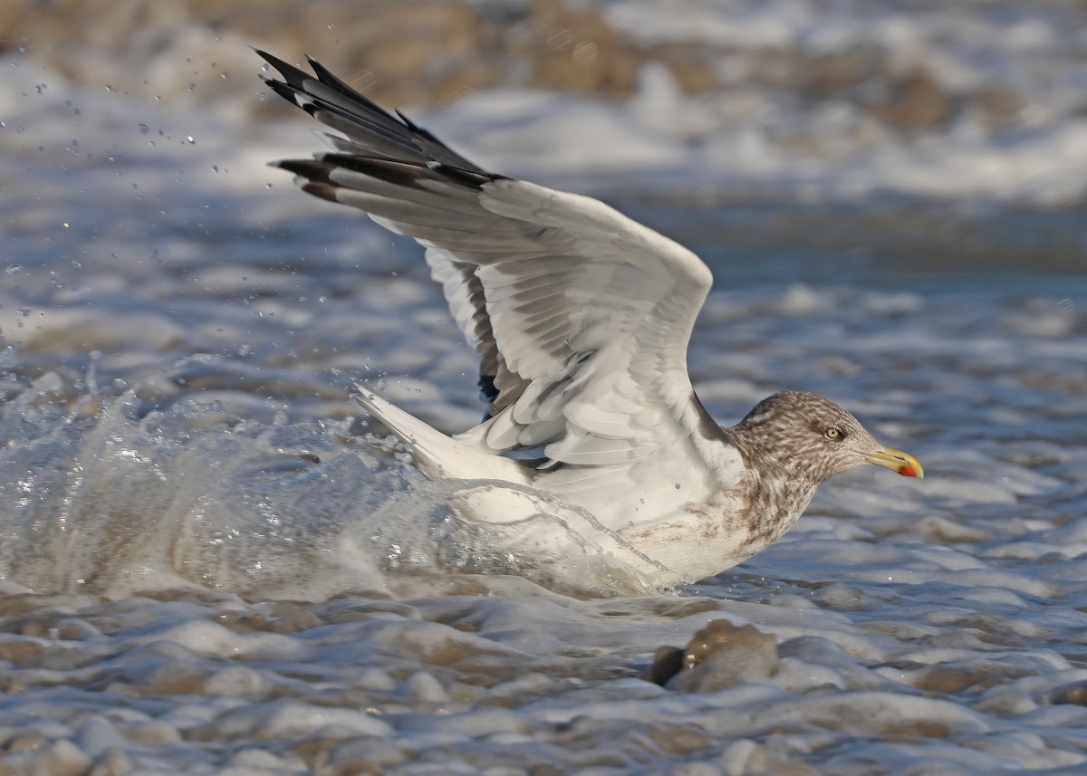 Lesser Black-backed Gull - ML644548989
