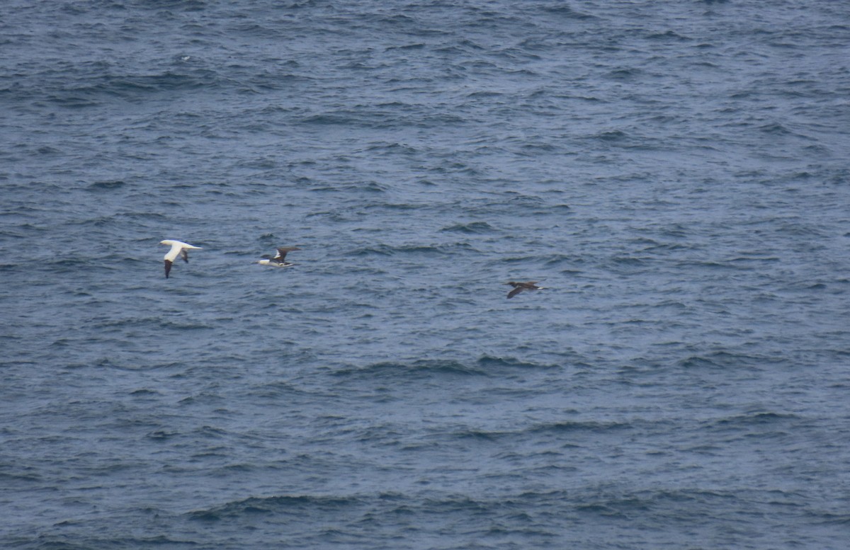 Сула атлантична - ML644548990