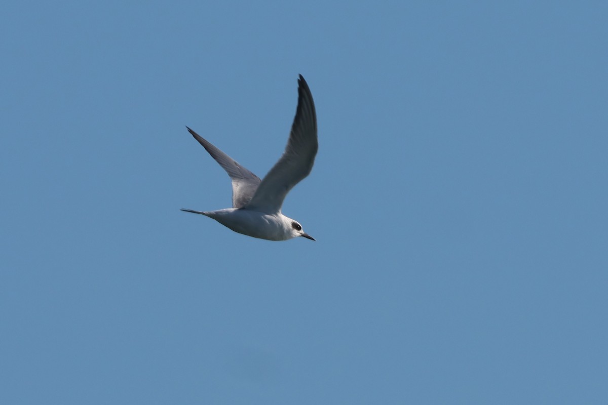 Charrán de Forster - ML644548995