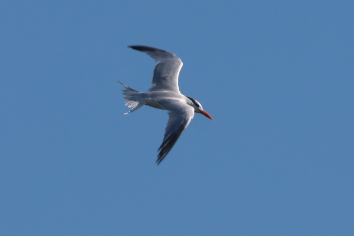 Royal Tern - ML644549003