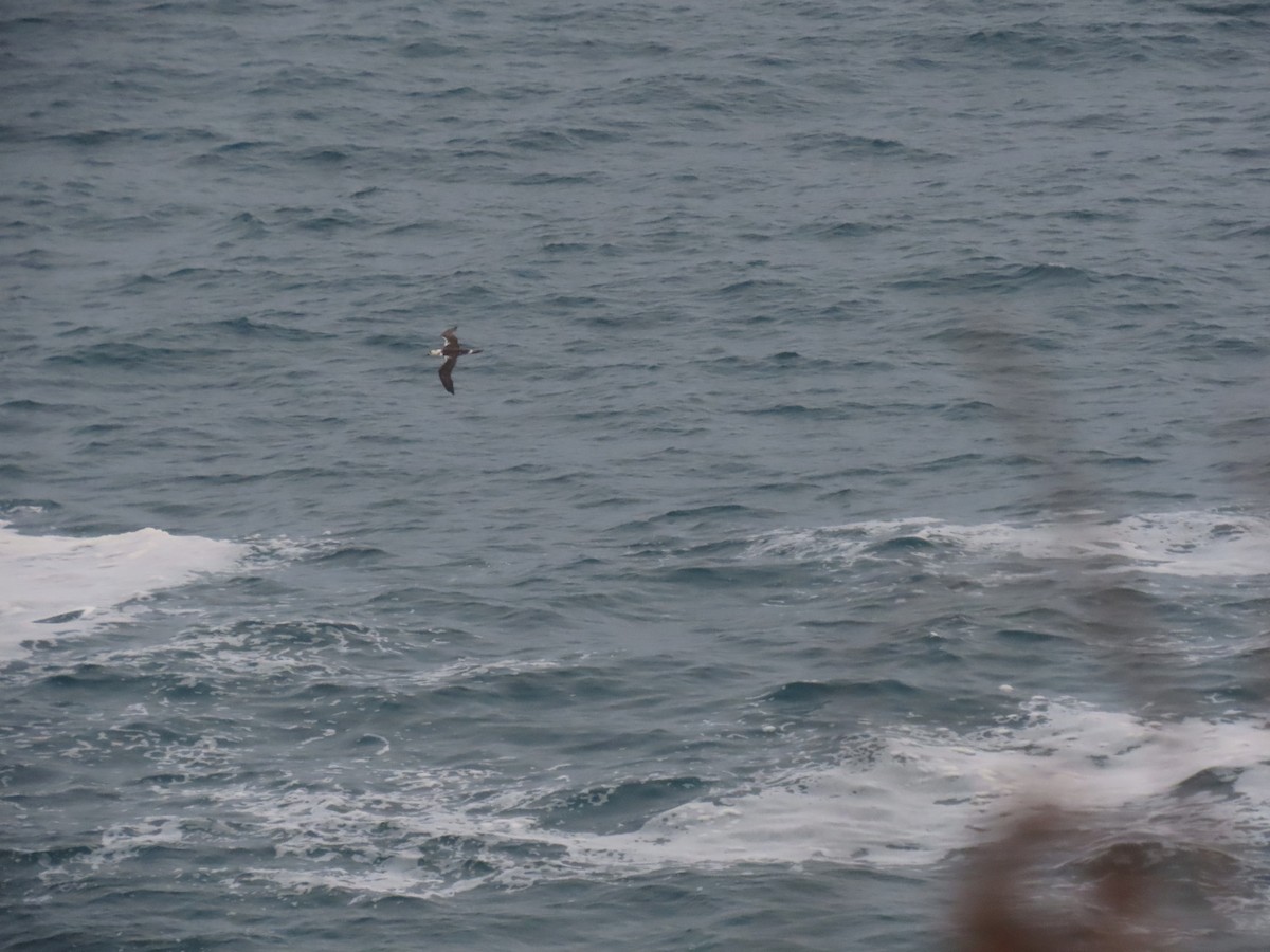 Сула атлантична - ML644549004