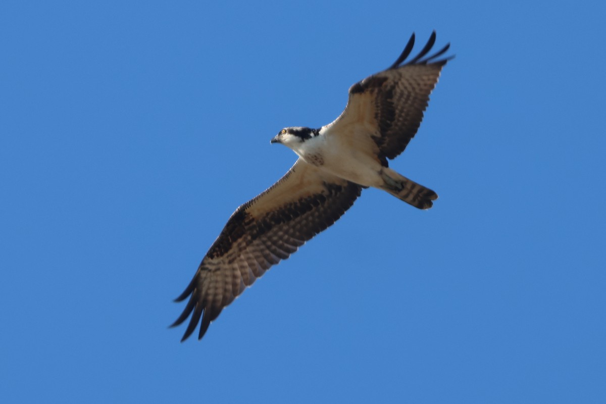 Osprey (American) - ML644549022