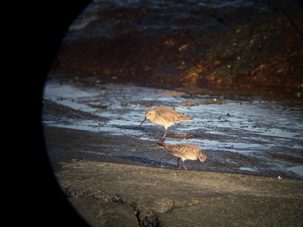 Alpenstrandläufer - ML644549029