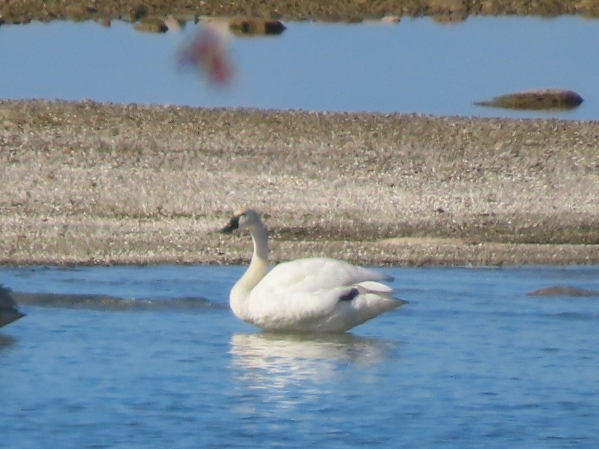 Beltxarga txistularia - ML644549038