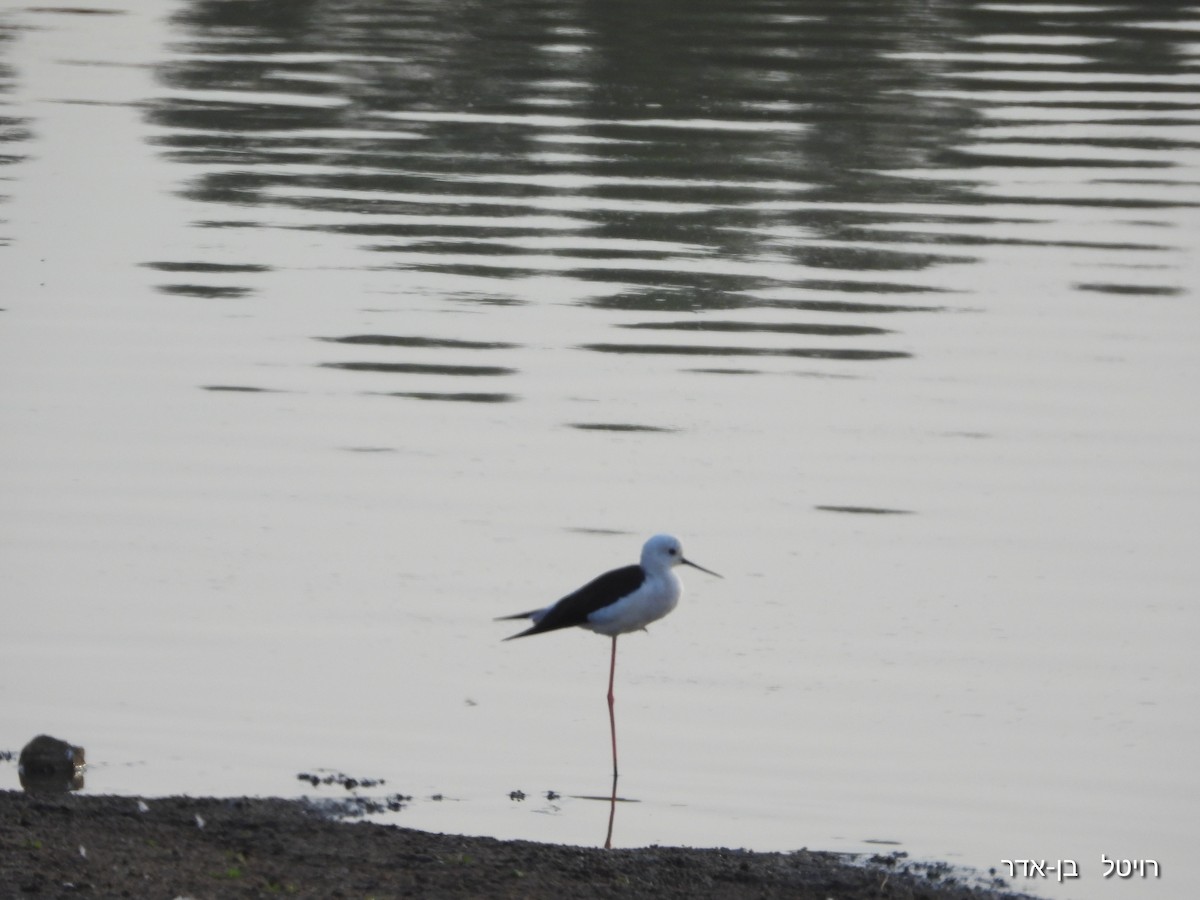 高蹺鴴 - ML644549040