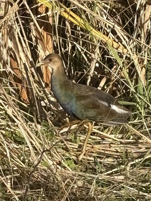 アメリカムラサキバン - ML644549041