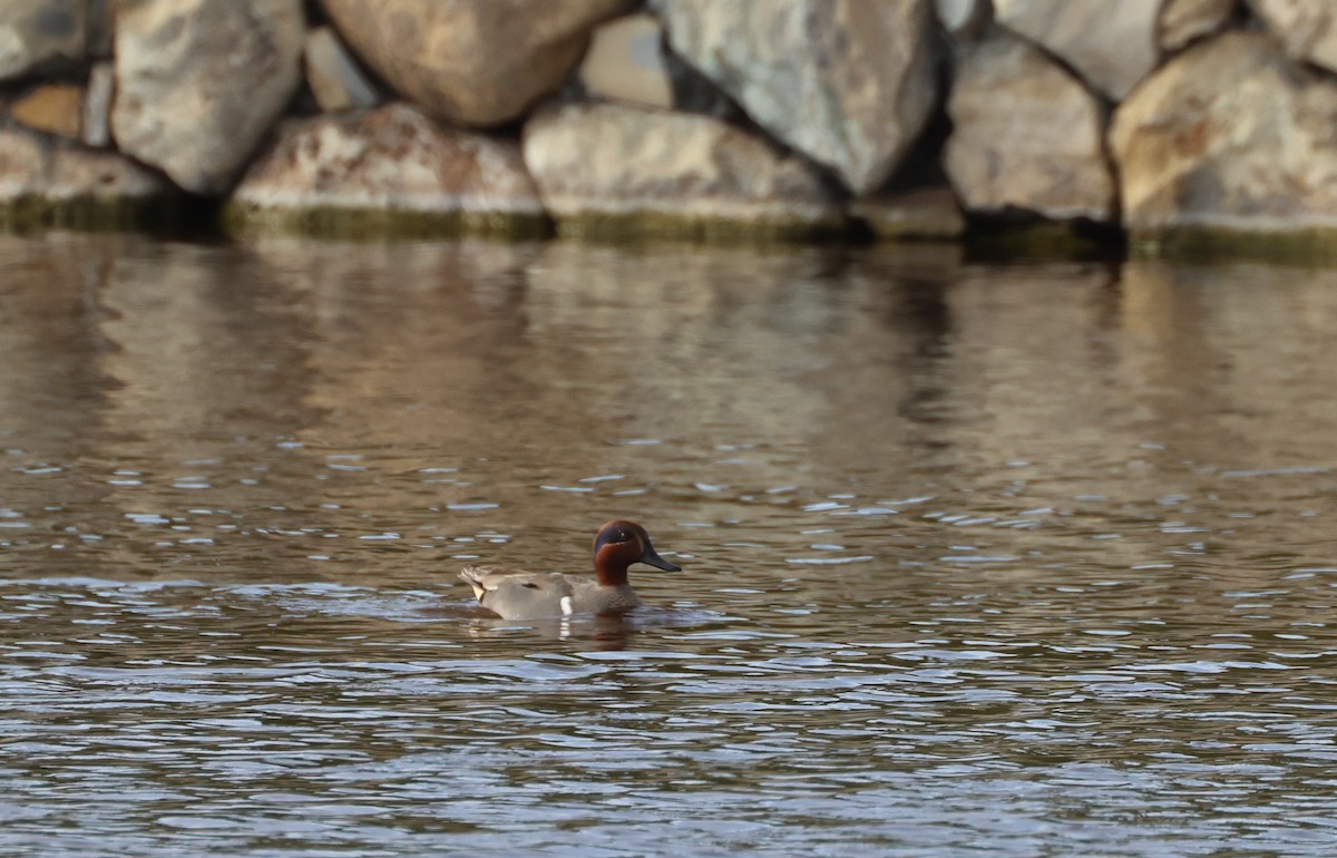 krikkand - ML644549043