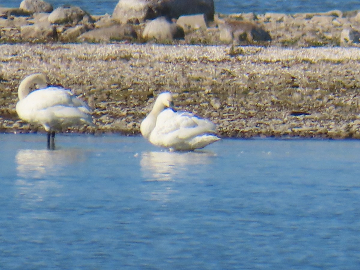 Beltxarga txistularia - ML644549044