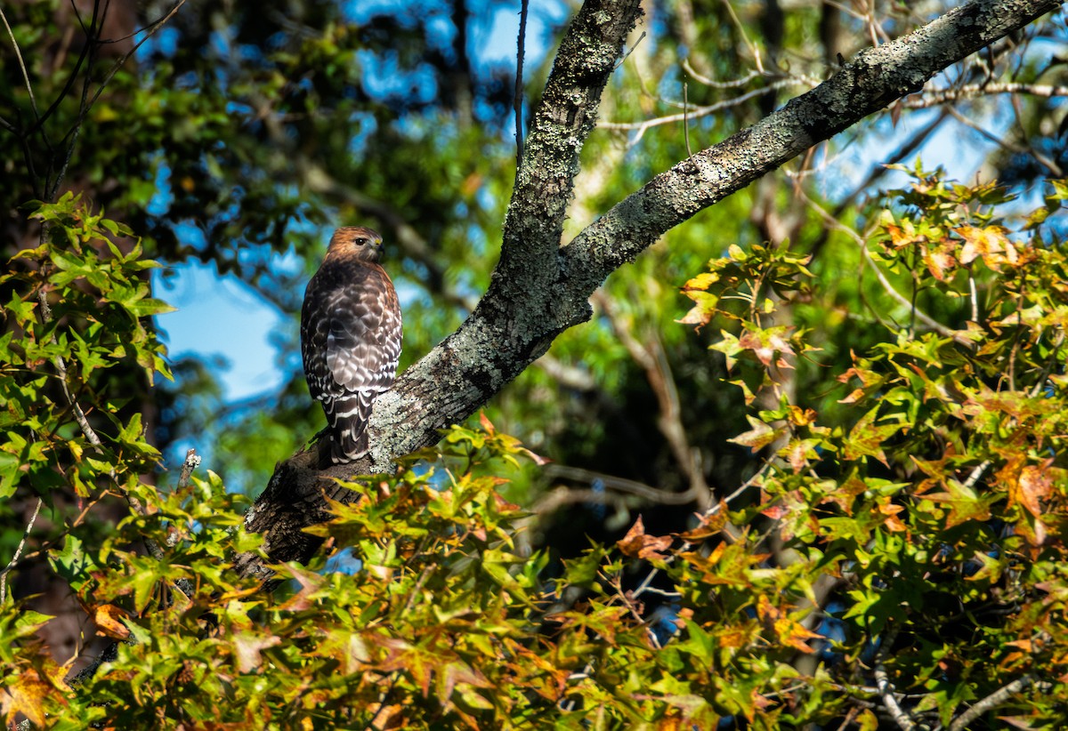 Red-shouldered Hawk - ML644549045