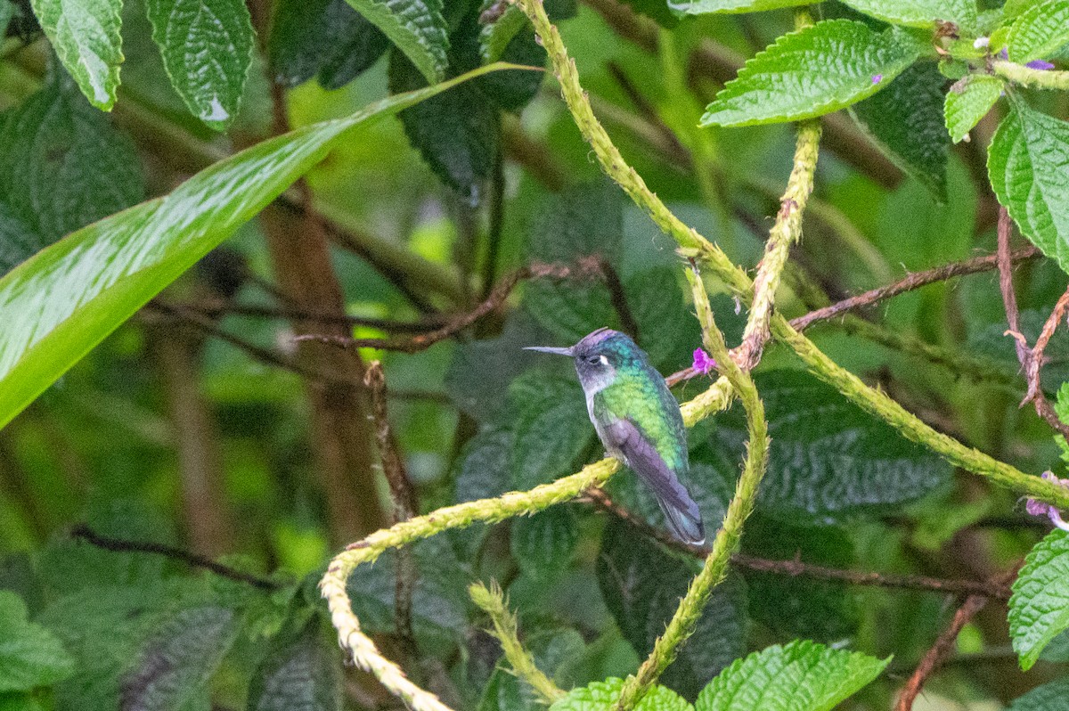 スミレガシラハチドリ - ML644549055