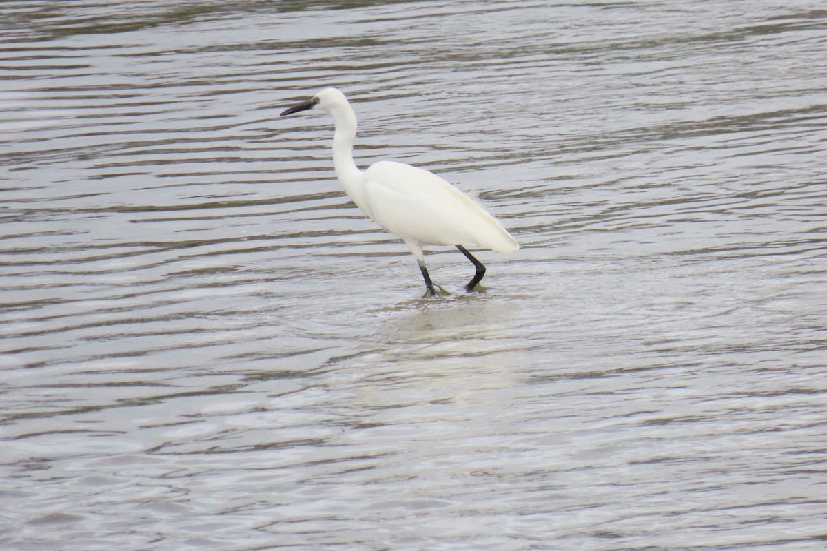 Little Egret - ML644549060