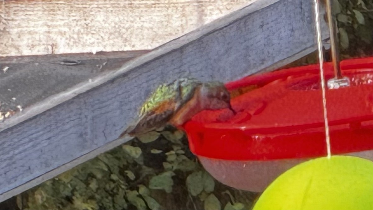 Kızıl Sırtlı Kolibri - ML644549062