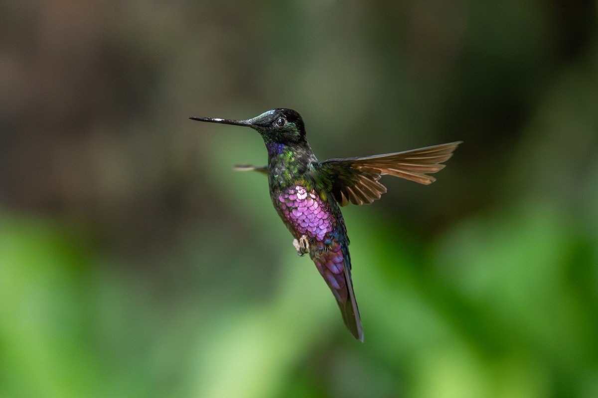 Колібрі-інка рожевочеревий - ML644549071