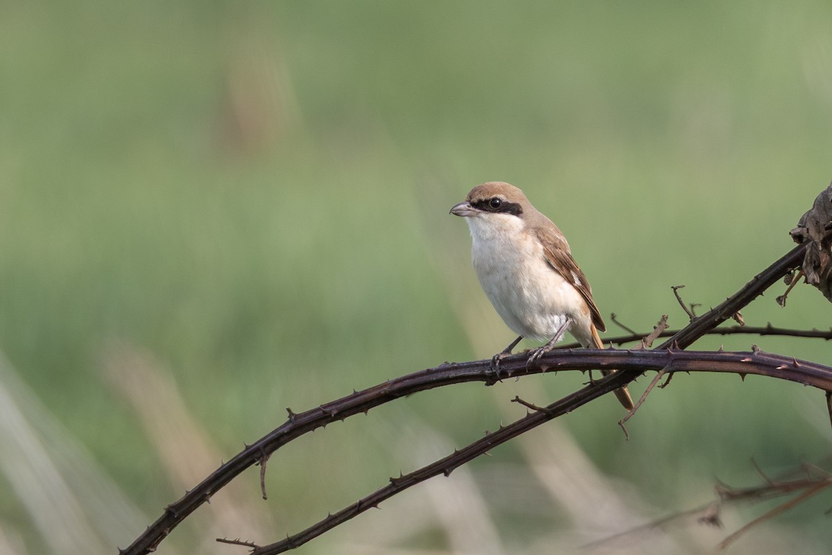 Red-tailed Shrike - ML644549072