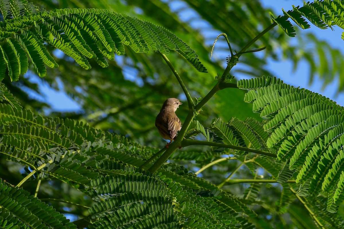 Eastern Bonelli's Warbler - ML644549078