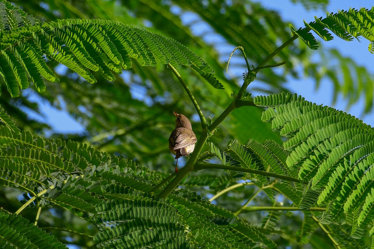 Eastern Bonelli's Warbler - ML644549079