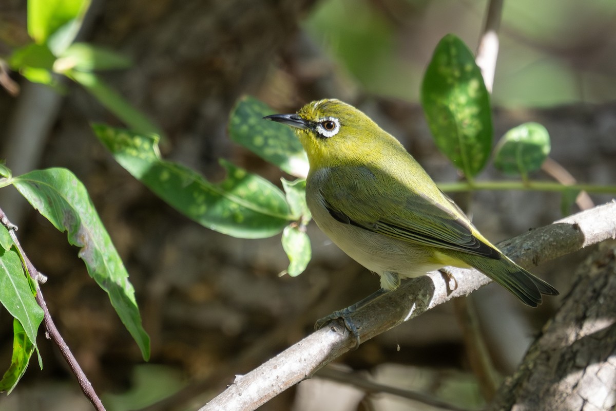 Swinhoe's White-eye - Carla Butz