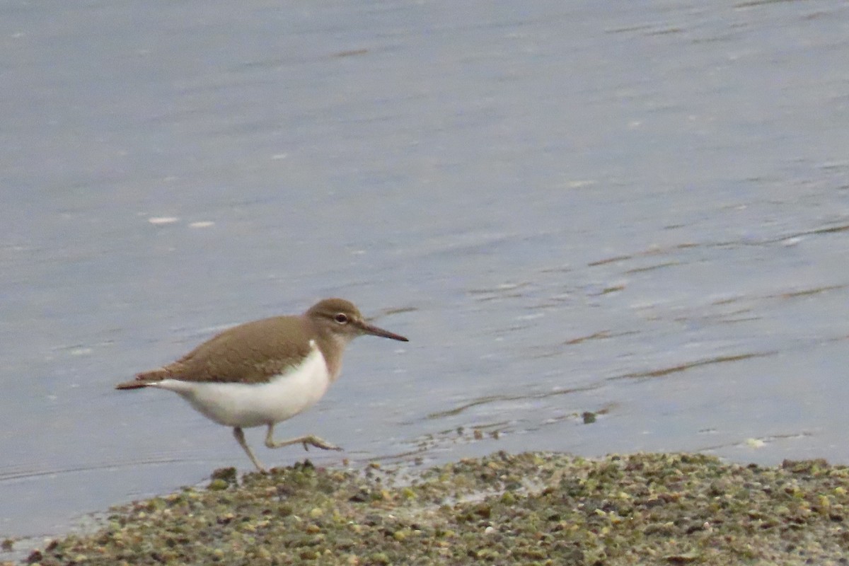 pisík obecný - ML644549100