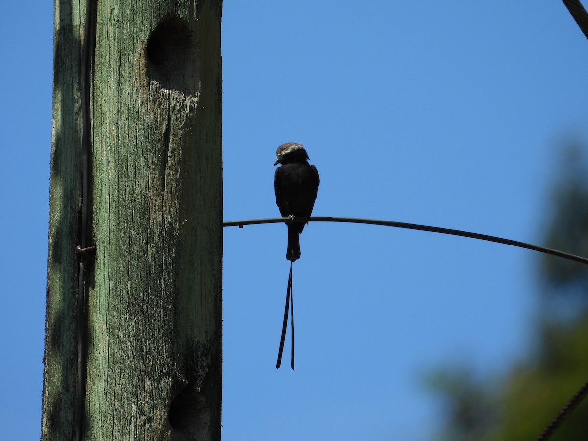 Long-tailed Tyrant - ML644549107