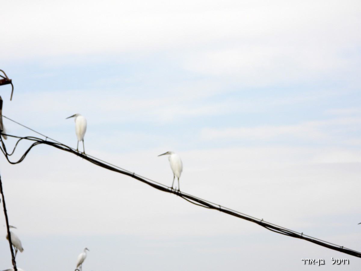 Little Egret - ML644549112