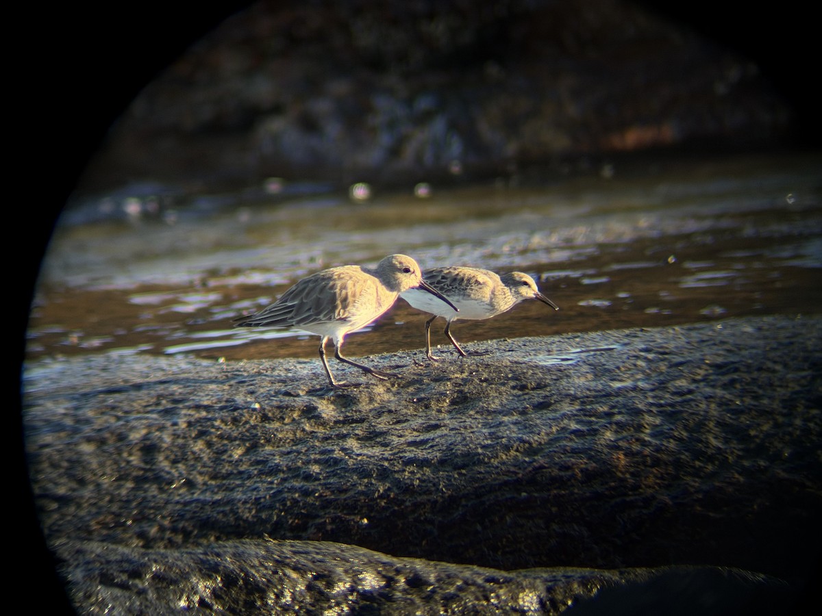 Alpenstrandläufer - ML644549113