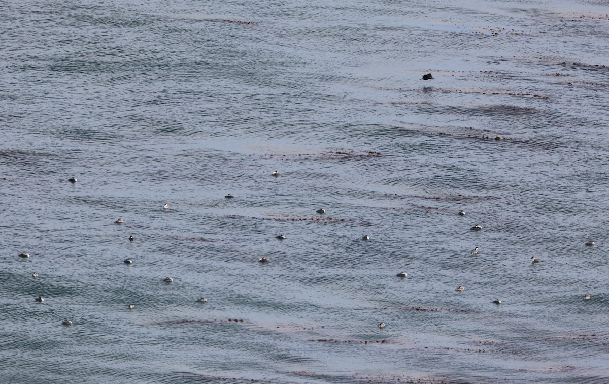 Western Grebe - ML644549114