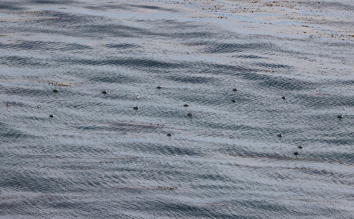 Western Grebe - ML644549115