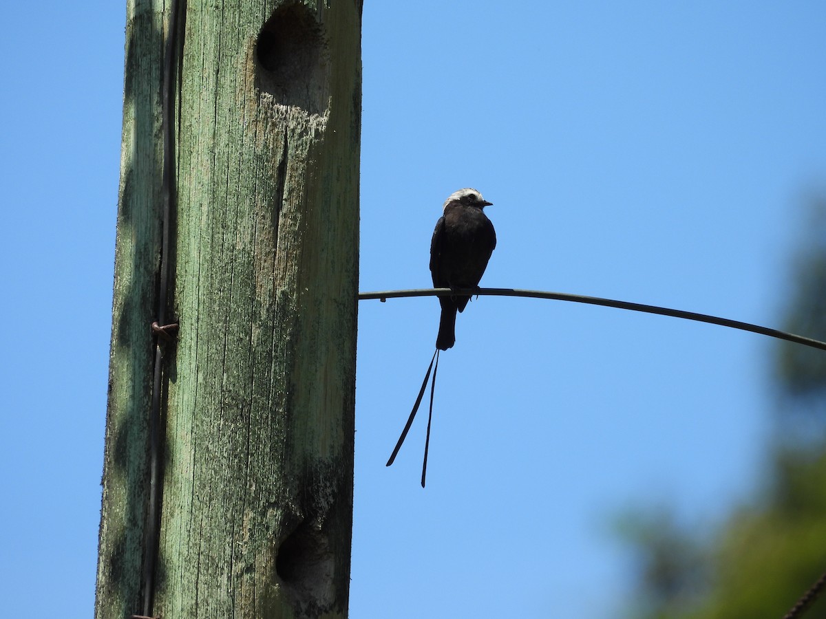 Long-tailed Tyrant - ML644549116
