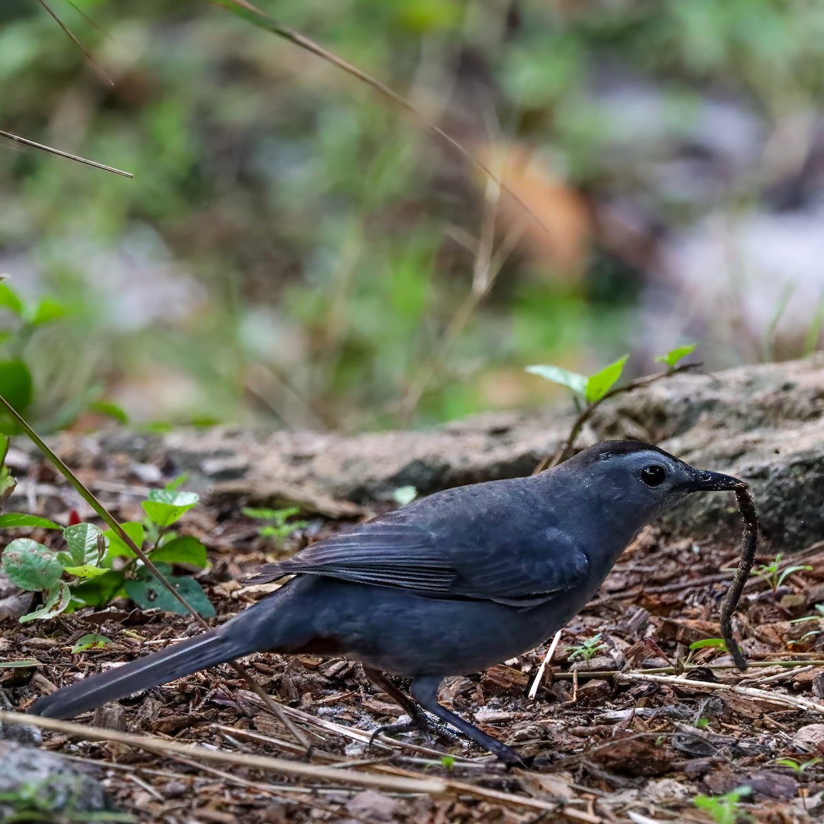 Gray Catbird - ML644549117