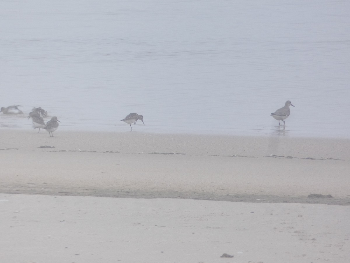 Шармаг элсэг - ML644549118