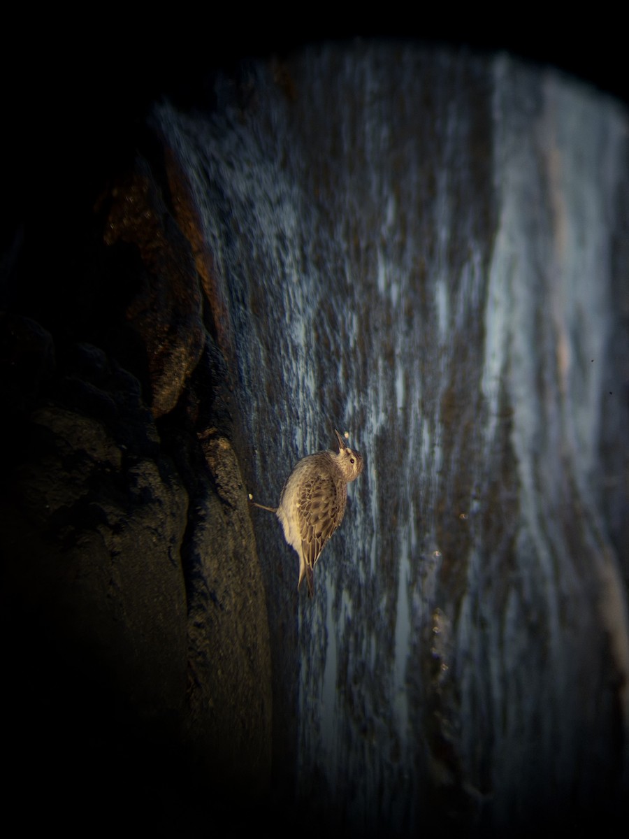 jespák tundrový - ML644549124