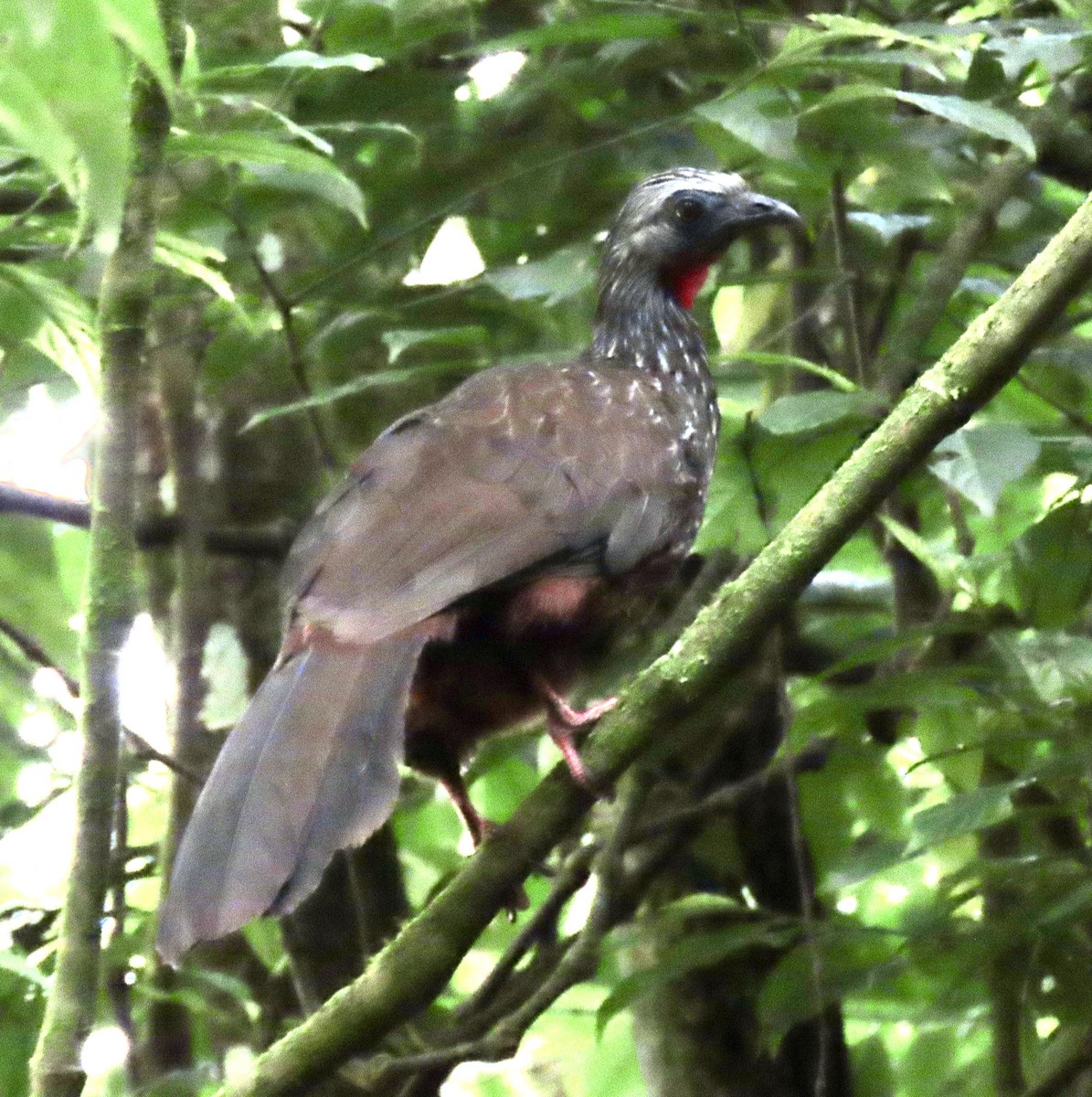 Andean Guan - ML644549126