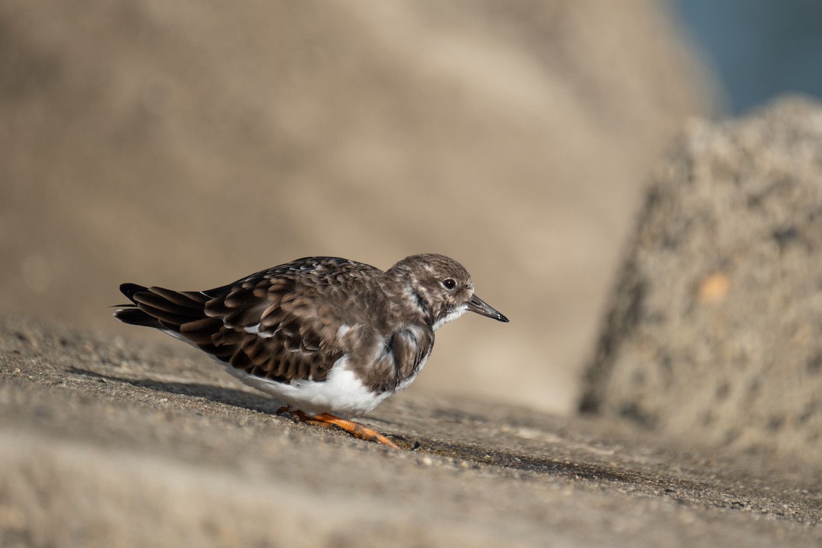 Ruddy Turnstone - ML644549127