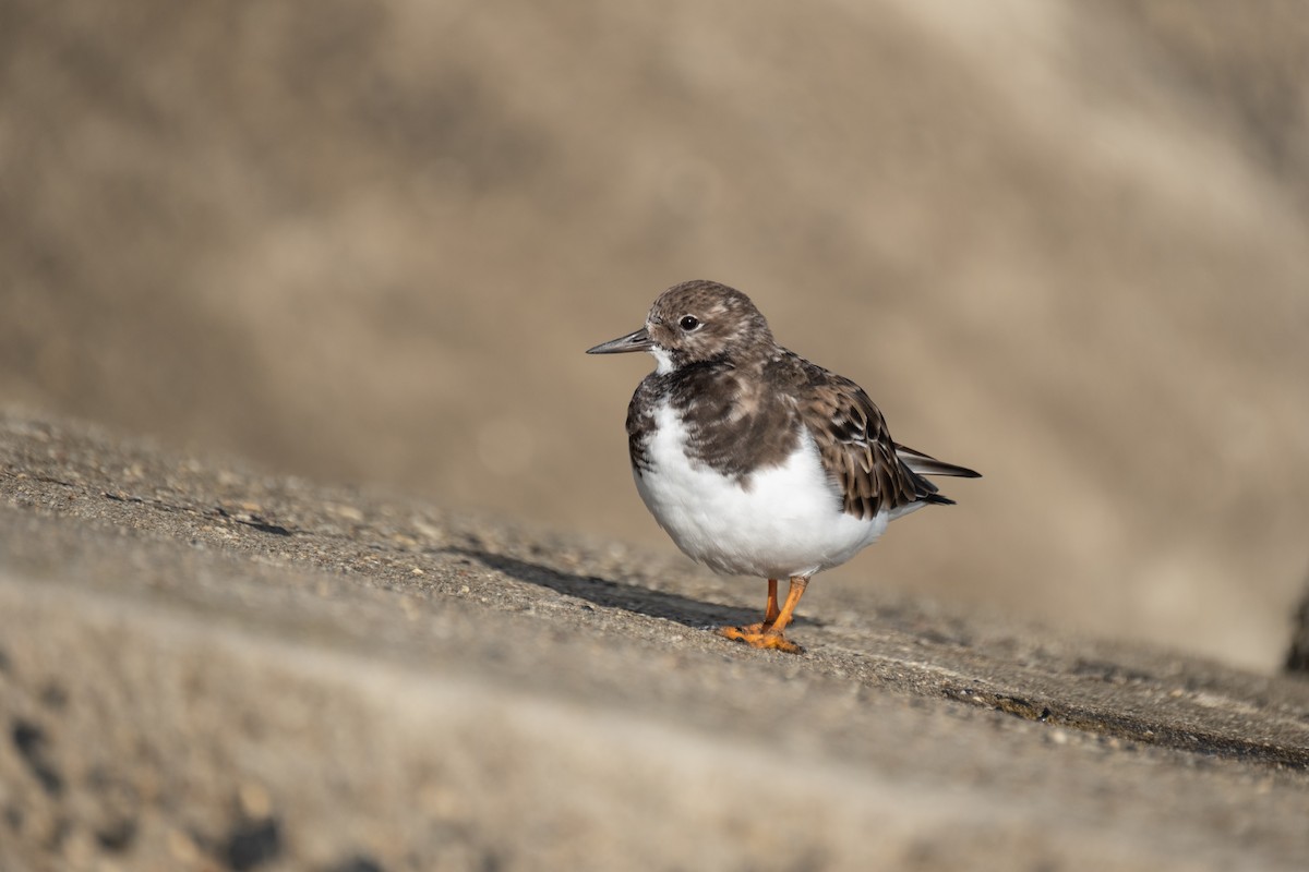 Ruddy Turnstone - ML644549128