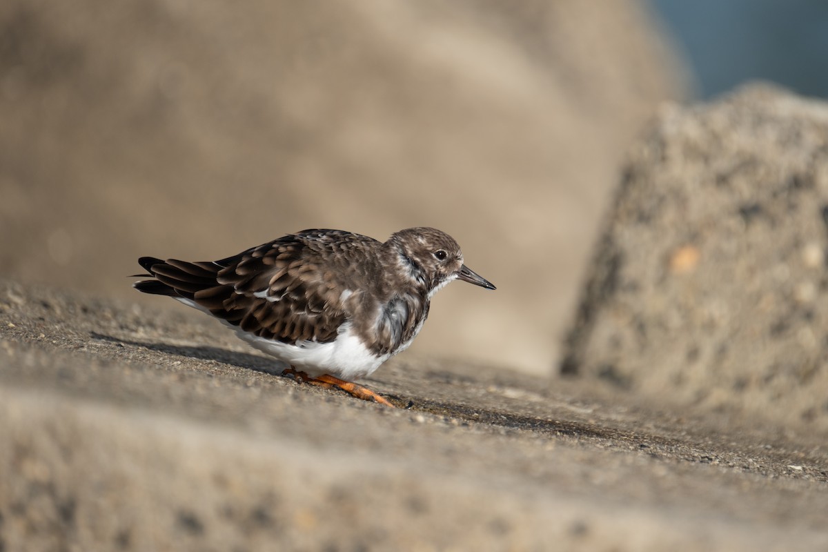 Ruddy Turnstone - ML644549129