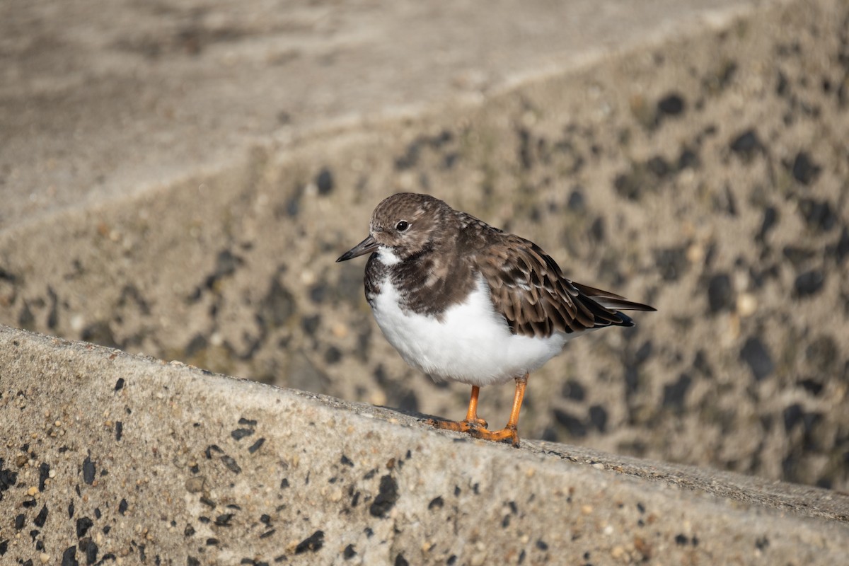 Ruddy Turnstone - ML644549130