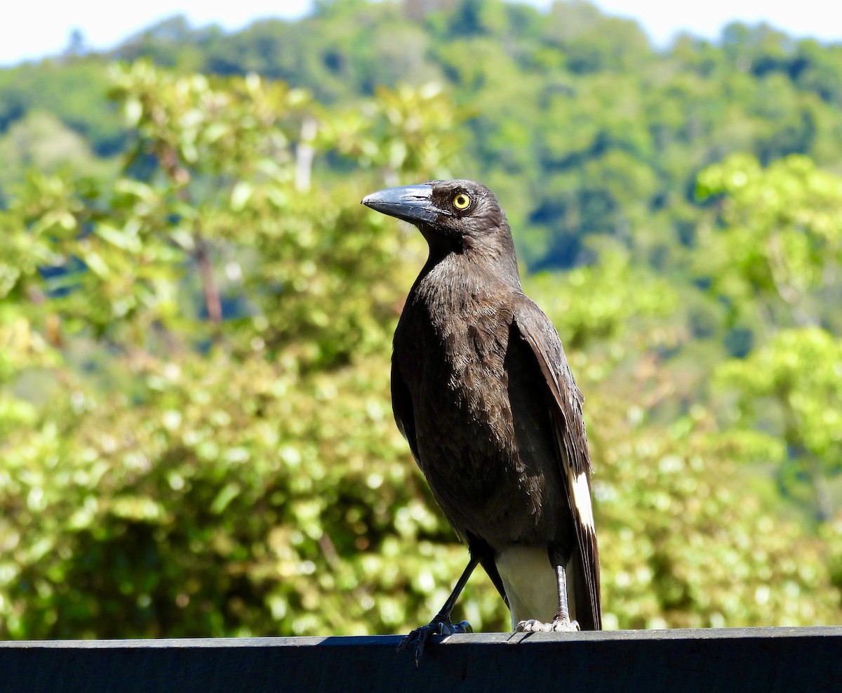 Pied Currawong - ML644549132